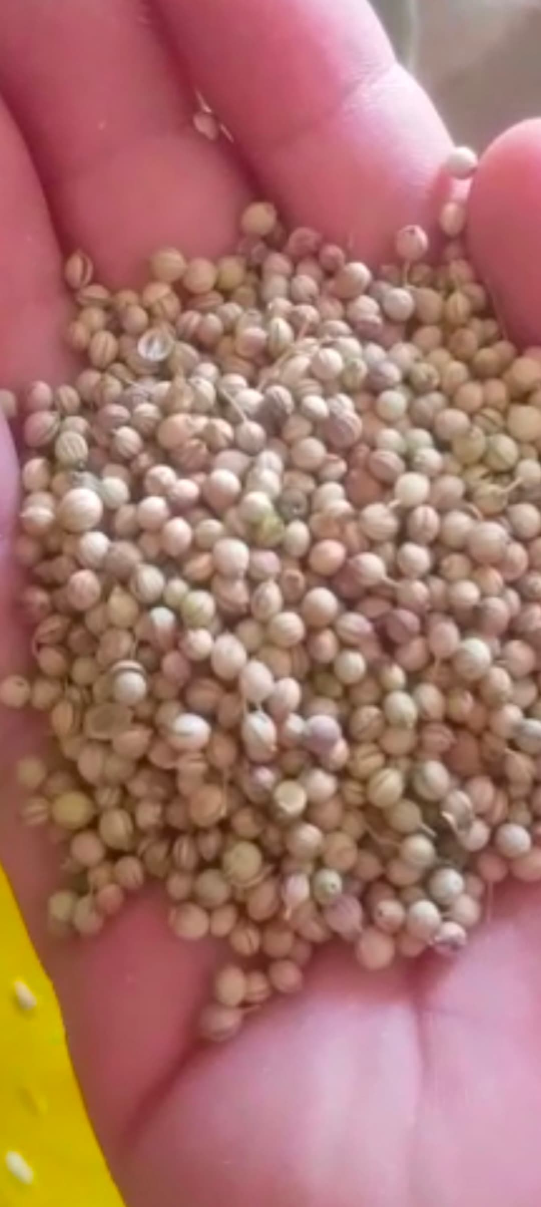 فروش تخم گشنیز تازه برداشت فصل پاییز نهاوند